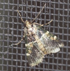 Orthaga atribasalis