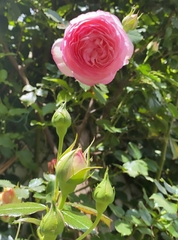 Rosa