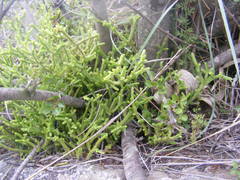 Crassula muscosa muscosa
