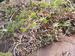 Crassula orbicularis