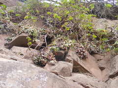 Crassula orbicularis