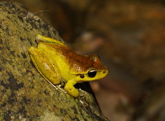 Ranoidea lesueuri