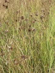 Cyperus eragrostis