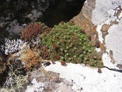Crassula setulosa rubra