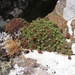 Crassula setulosa rubra - Photo (c) James Deacon, algunos derechos reservados (CC BY-NC), subido por James Deacon