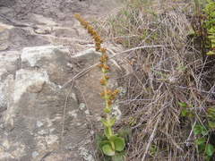 Crassula capitella thyrsiflora
