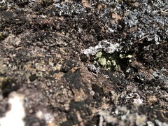 Chaenotheca furfuracea