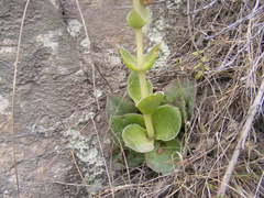 Crassula capitella thyrsiflora