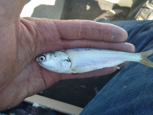 Anchovy (Cetengraulis mysticetus) — Engraulidae — 4