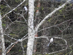 Aegithalos caudatus caudatus