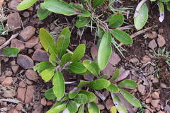 Parinari capensis capensis