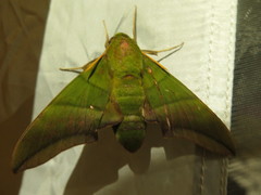Oryba achemenides
