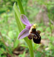 Ophrys oestrifera