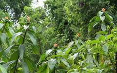 Costus weberbaueri