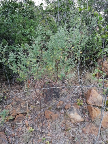 Image of Indigofera melanadenia by (c) Hildegard Klein, some rights reserved (CC BY)