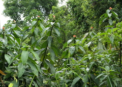 Costus weberbaueri