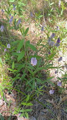 Orbexilum pedunculatum