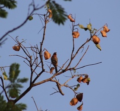 Haemorhous mexicanus