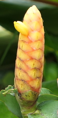 Costus scaber