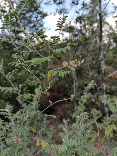 Image of Indigofera melanadenia by (c) Hildegard Klein, some rights reserved (CC BY)