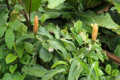 Costus scaber