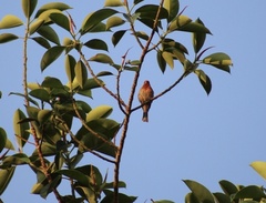 Haemorhous mexicanus