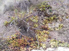 Crassula cultrata