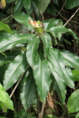 Costus guanaiensis tarmicus