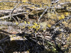 Vulpicida canadensis