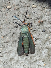 Eichlinia pulchripes