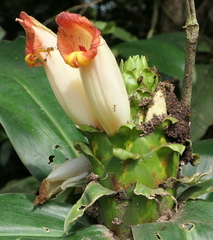 Costus guanaiensis tarmicus