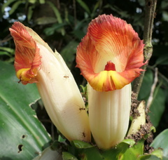 Costus guanaiensis tarmicus