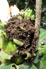 Costus guanaiensis tarmicus