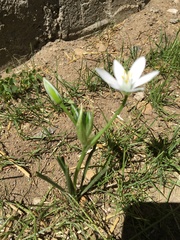 Ornithogalum umbellatum