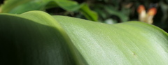 Costus guanaiensis tarmicus