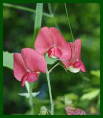 Lathyrus rotundifolius
