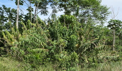 Dimerocostus argenteus