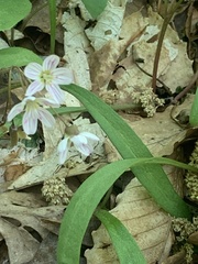 Claytonia virginica