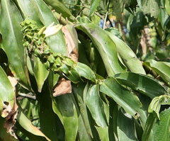 Dimerocostus argenteus