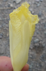 Dimerocostus argenteus