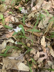 Claytonia virginica