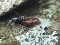 Camponotus discolor