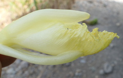 Dimerocostus argenteus