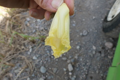 Dimerocostus argenteus