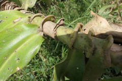 Dimerocostus argenteus