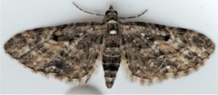 Eupithecia tripunctaria