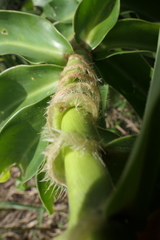 Dimerocostus argenteus