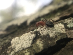 Camponotus discolor
