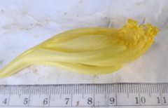 Dimerocostus argenteus