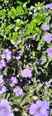 Barleria obtusa